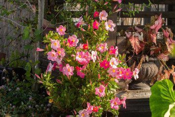 Difference Between Dipladenia And Mandevilla