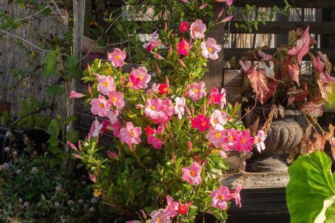 Difference Between Dipladenia And Mandevilla