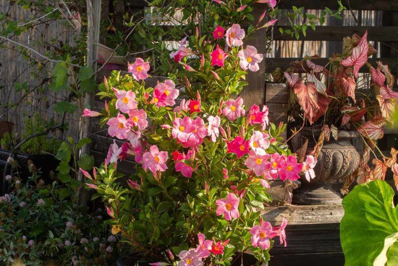 Difference Between Dipladenia And Mandevilla
