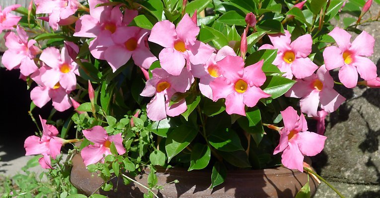  Difference Between Dipladenia And Mandevilla