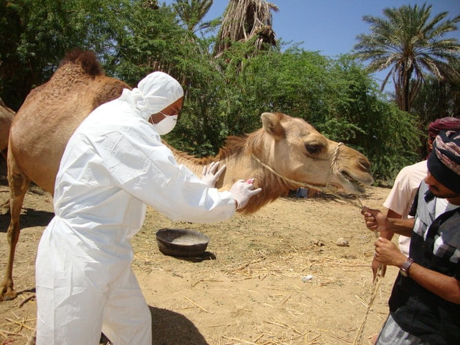 15. Animal healthcare management