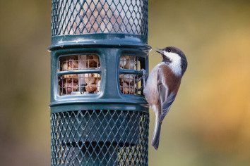 Bird Feeders