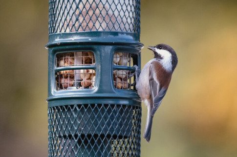 Bird Feeders