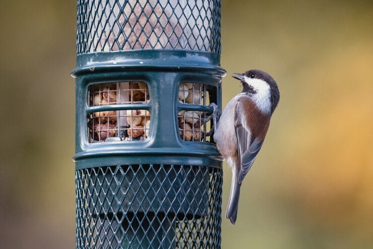 Bird Feeders