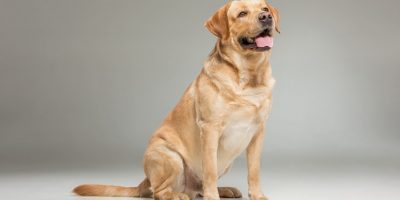 Service Dog Vs Emotional Support Dog