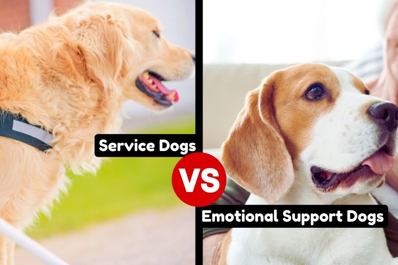 Service Dog Vs Emotional Support Dog