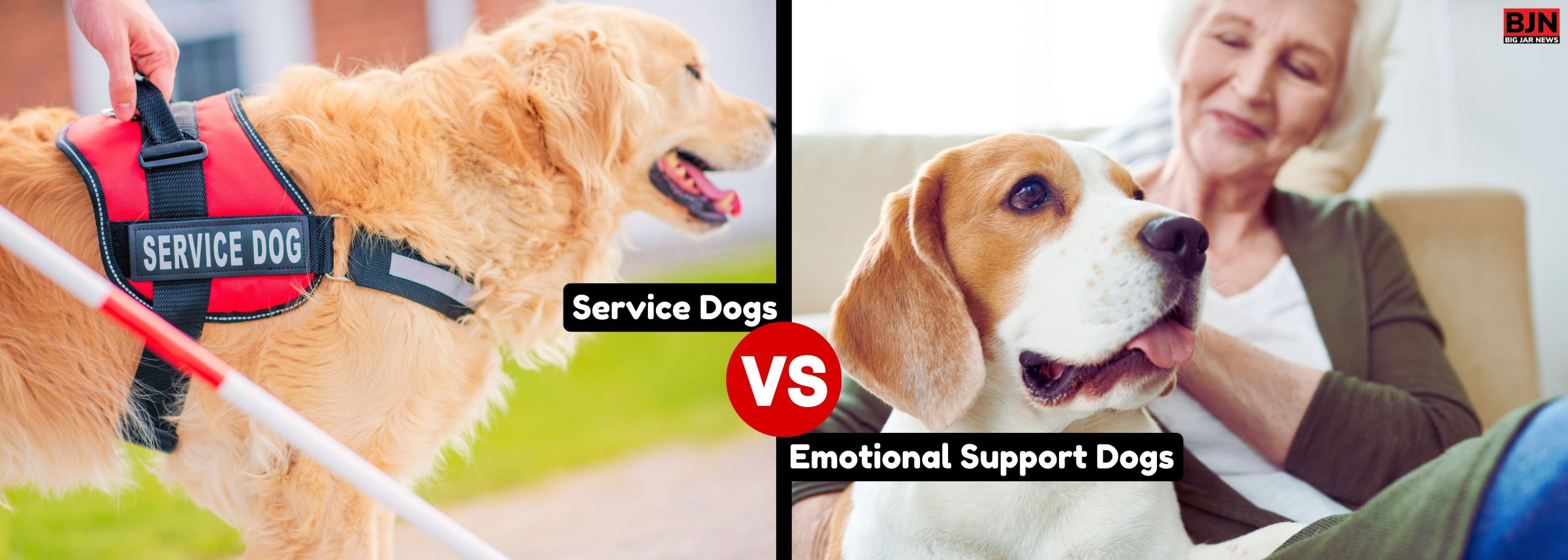 Service Dog Vs Emotional Support Dog