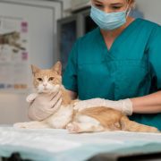 Veterinarian For Cats
