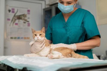 Veterinarian For Cats