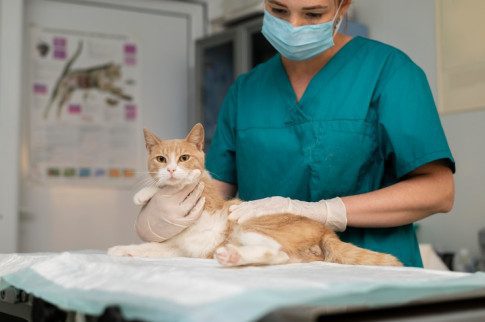 Veterinarian For Cats