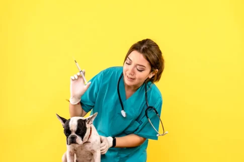 Find the Perfect Vet