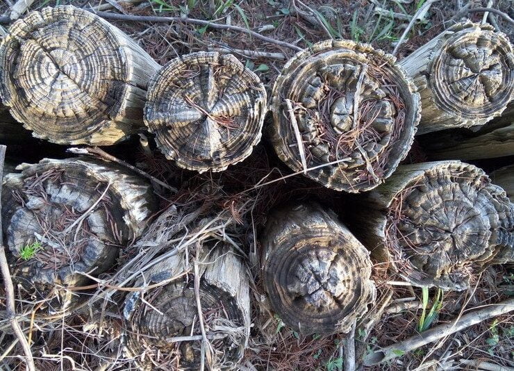logging
