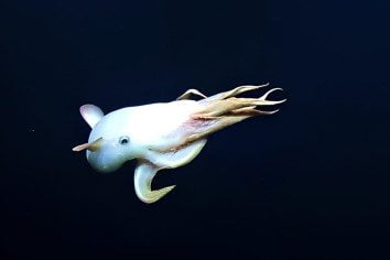 Rare Octopus Species Looking Similar To ‘Spooky’ Ghost Spotted During Deep Sea