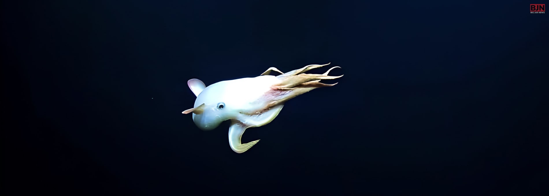 Rare Octopus Species Looking Similar To ‘Spooky’ Ghost Spotted During Deep Sea