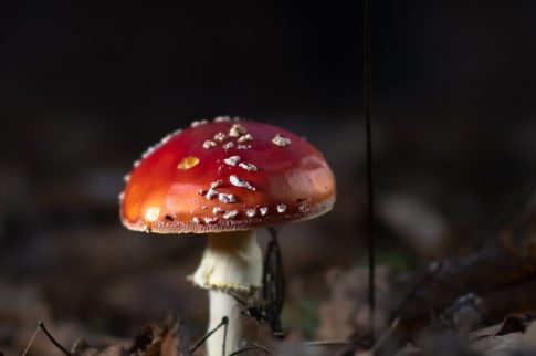 Why Purchase Amanita Muscaria Online