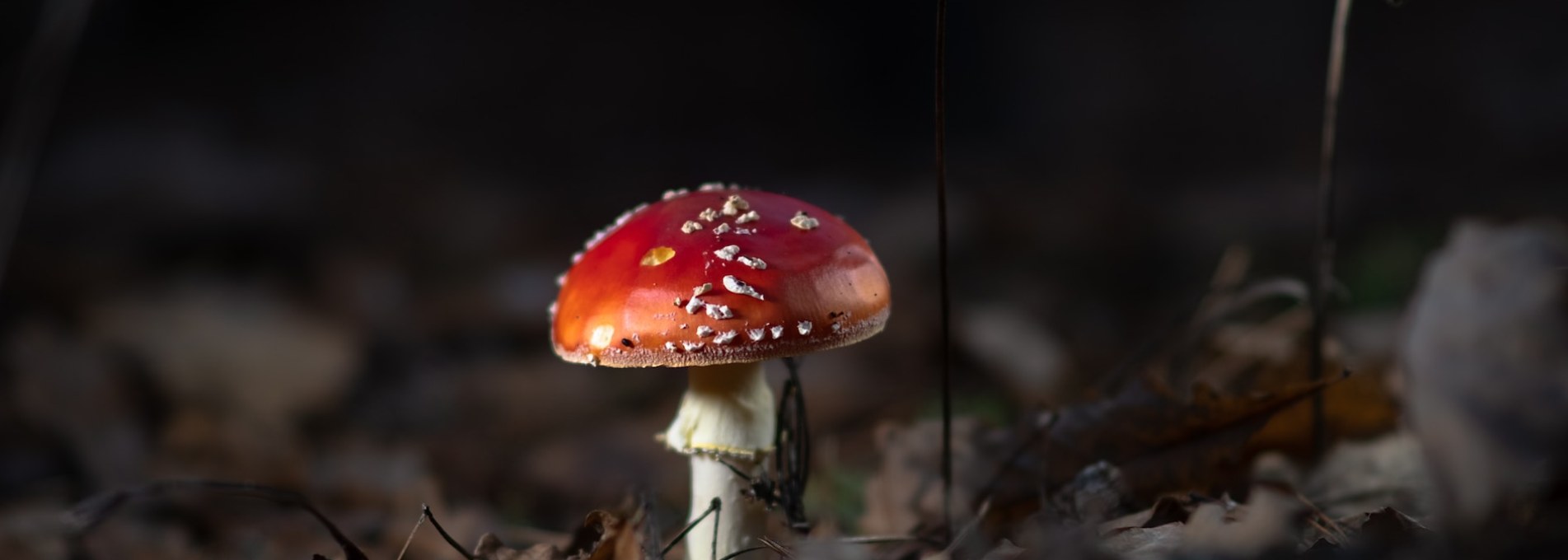 Why Purchase Amanita Muscaria Online