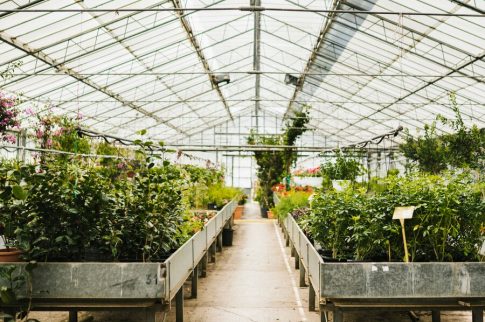 8 Benefits Of An Automated Greenhouse In Commercial Growing