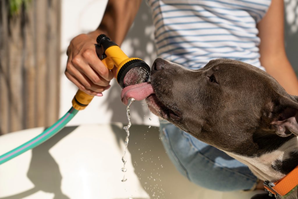 4 Tips To Keep Your Dog Hydrated