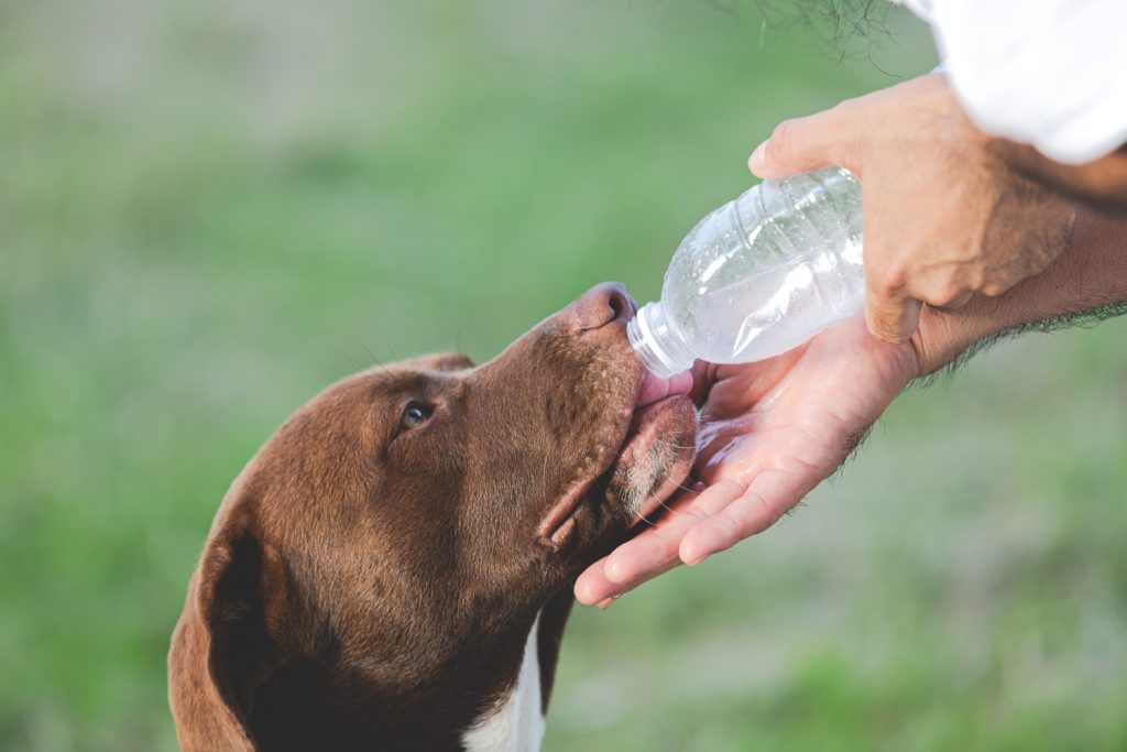 Signs Of Dehydration In Dogs